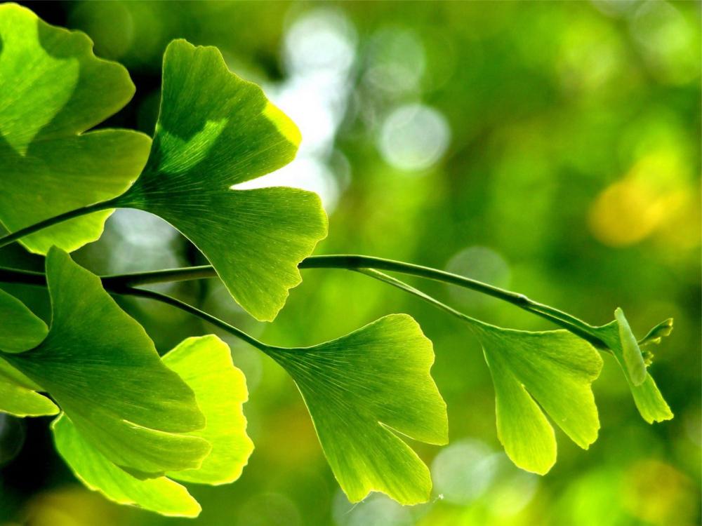 Ginkgo biloba: What it is and what you should know