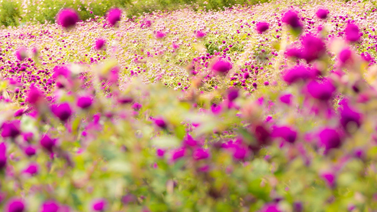 Milk Thistle: What It Is & How It Supports Liver Health