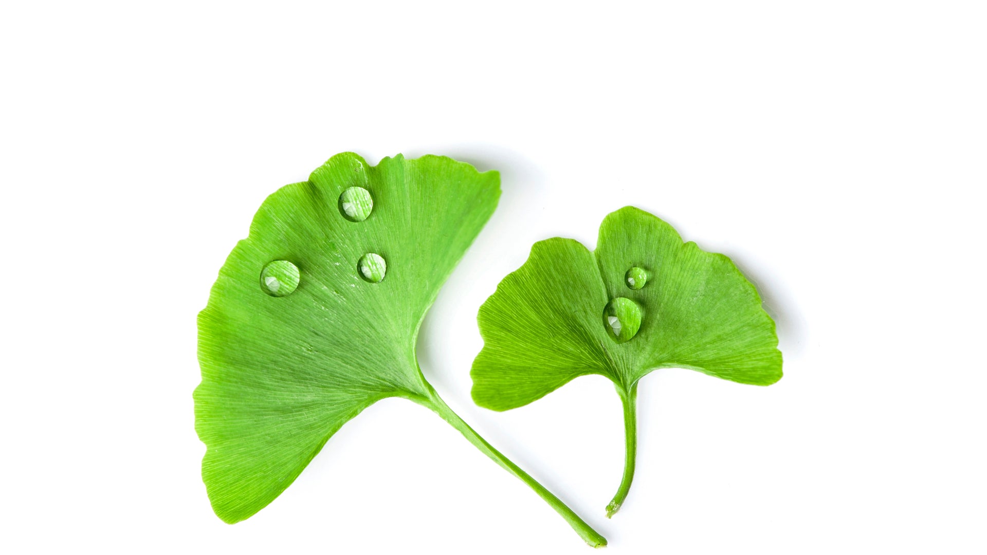 Discover The Cognitive Benefits Of Ginkgo Biloba