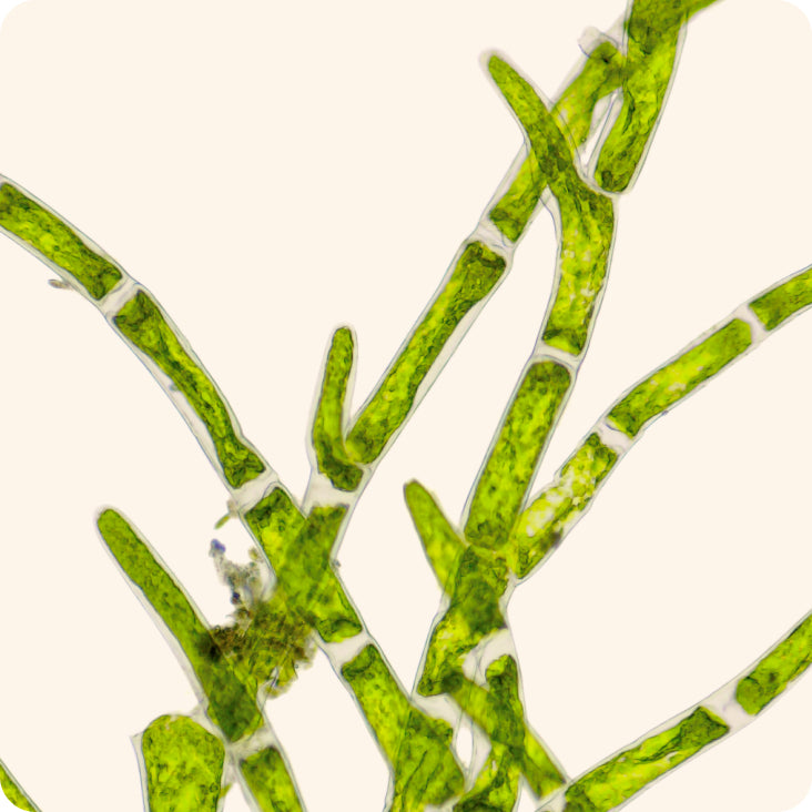 Algae oil