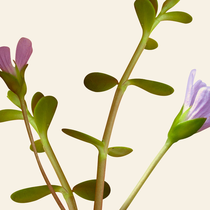 Bacopa monnieri