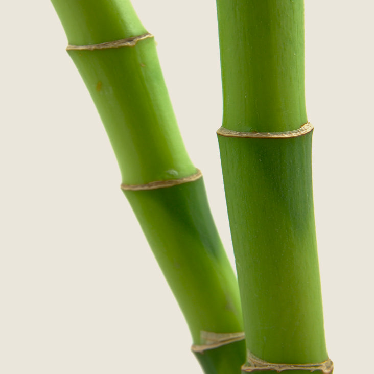 Bamboo Stem