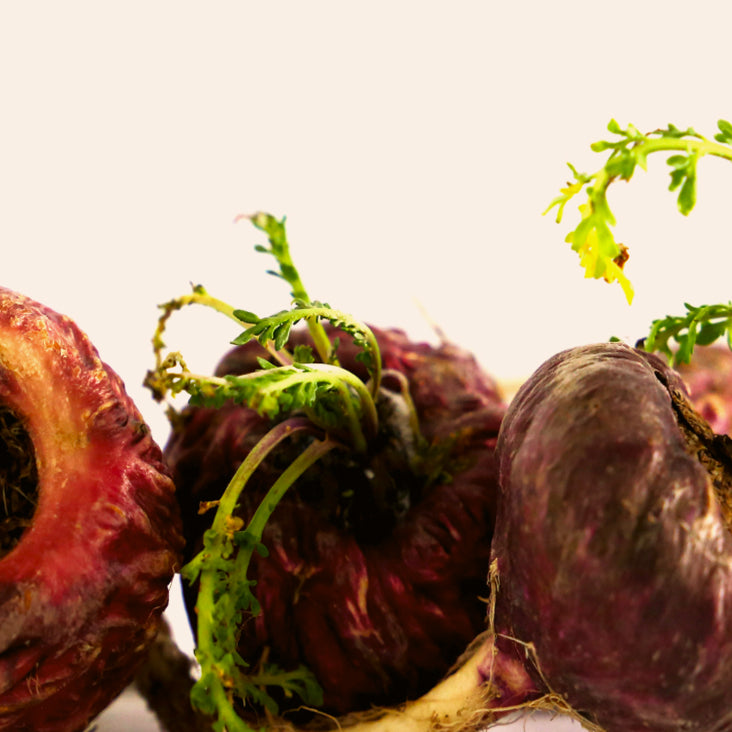 Black Maca Root