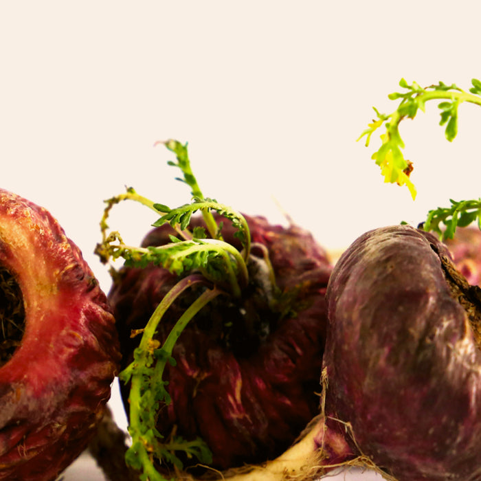 Black Maca Root