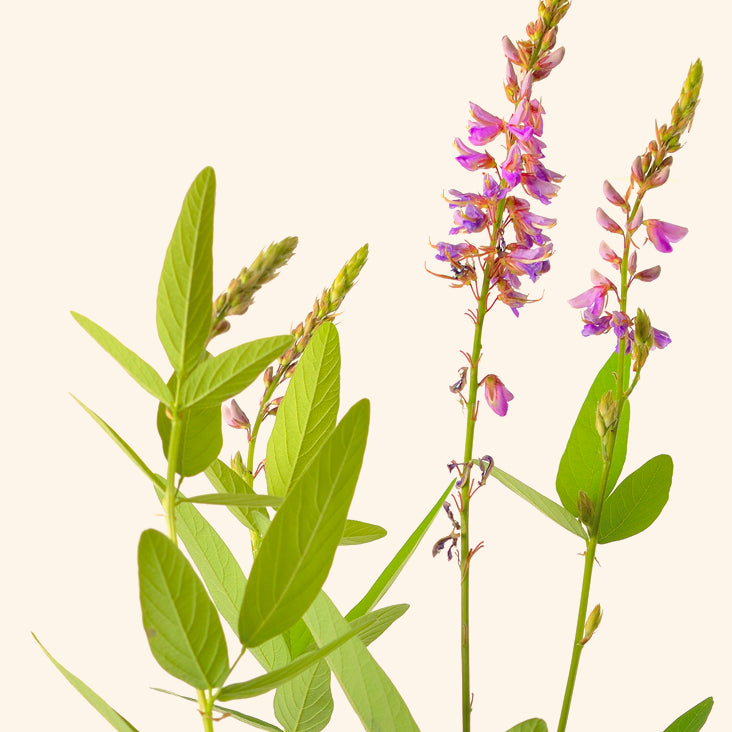 Desmodium leaf