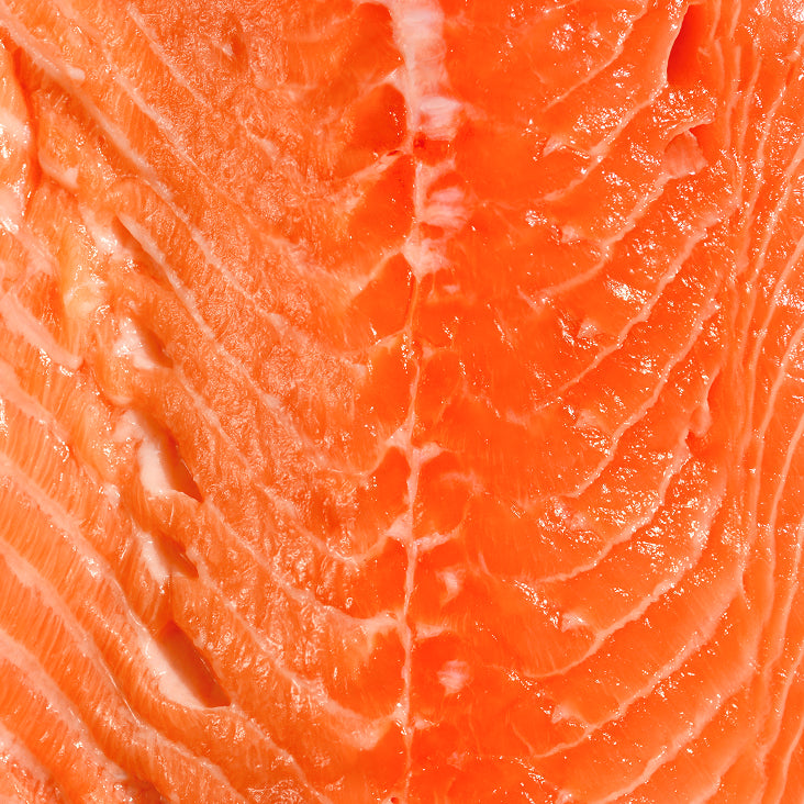 Fish oil rich in DHA & EPA