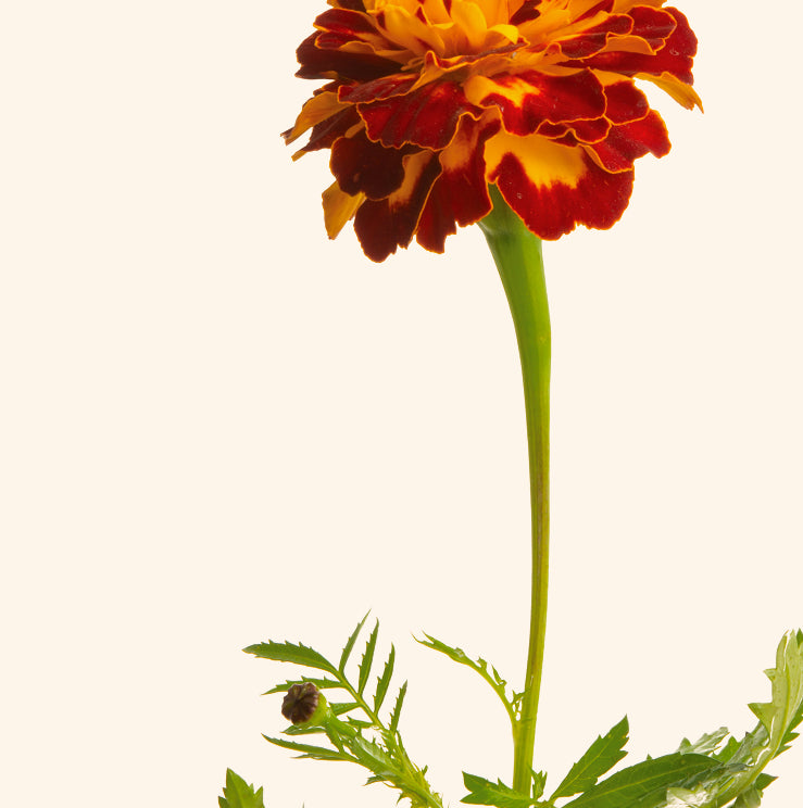 Marigold flowers (lutein)