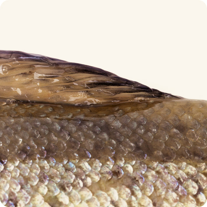 Marine collagen