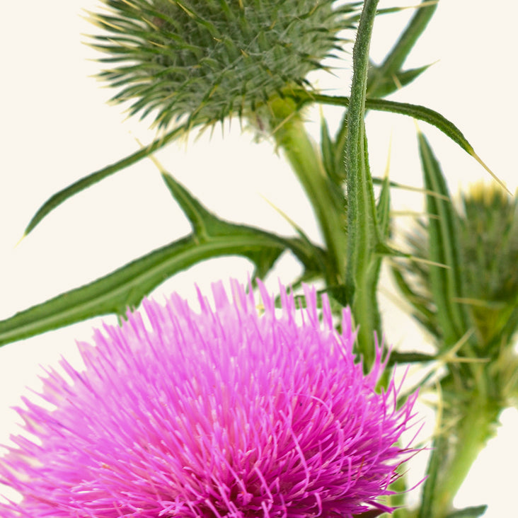 Milk thistle seed