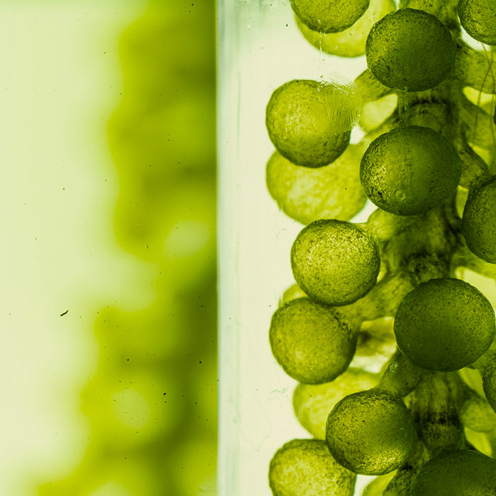 Organic Chlorella