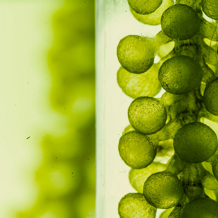 Organic Chlorella
