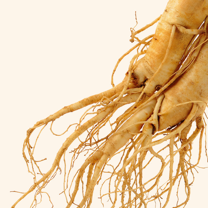 Panax ginseng root