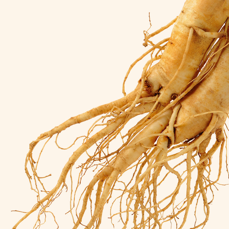 Panax ginseng root