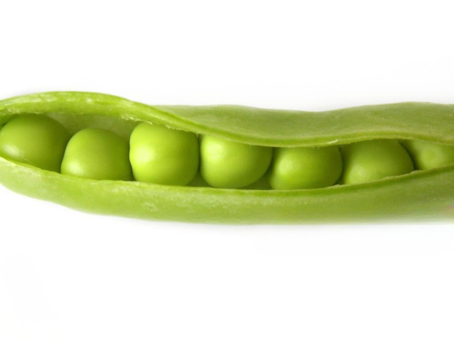 Pea Protein