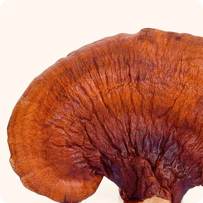 Fruto de reishi