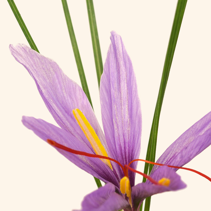 Saffron Stigma