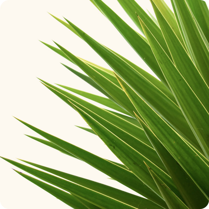 Saw Palmetto Fruit