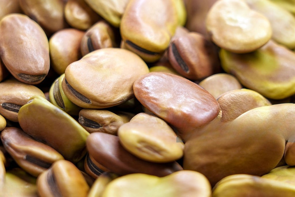 Sunflower Seed Protein
