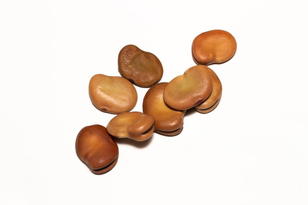 Faba Bean Protein